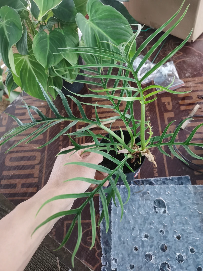 90杯鱼骨蔓绿绒盆栽绿植