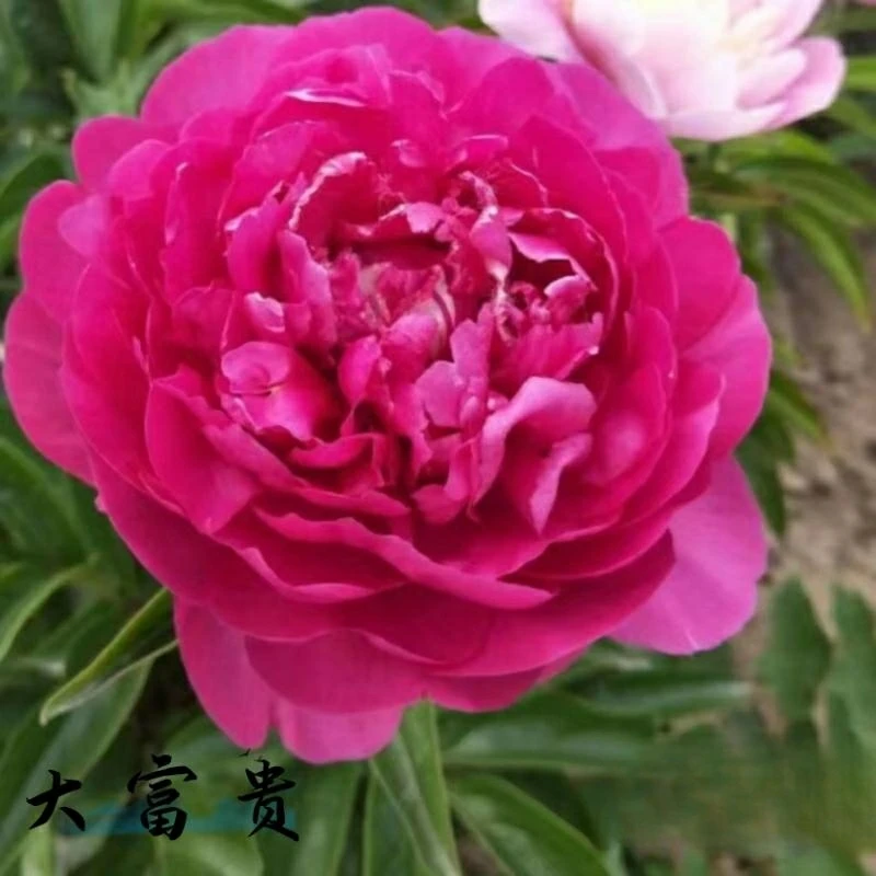 【大富贵】红色国产观赏芍药菏泽基地直发
