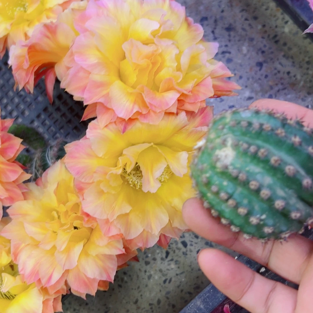 下17彩草国色天香歪无根侧芽4公分左右20包邮