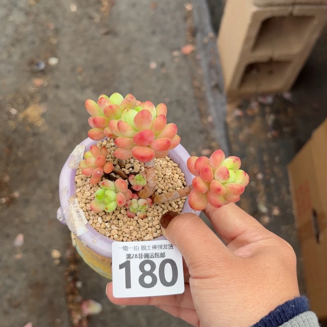 香格里拉无盆土发货