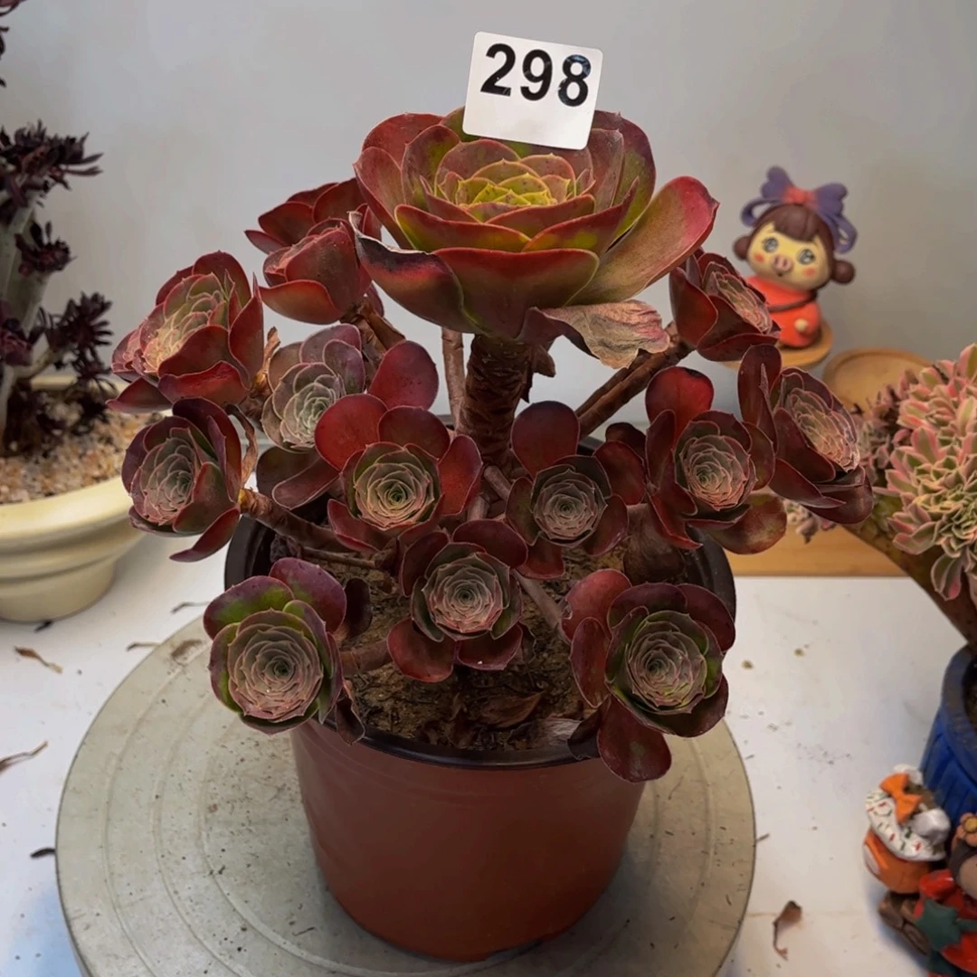 多肉法师媚金玫瑰298