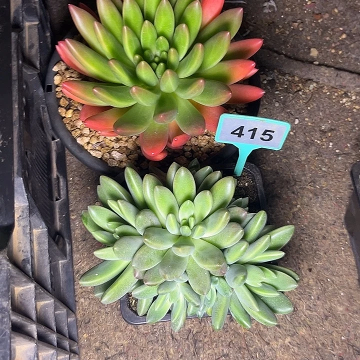 多肉植物橙色奇迹415