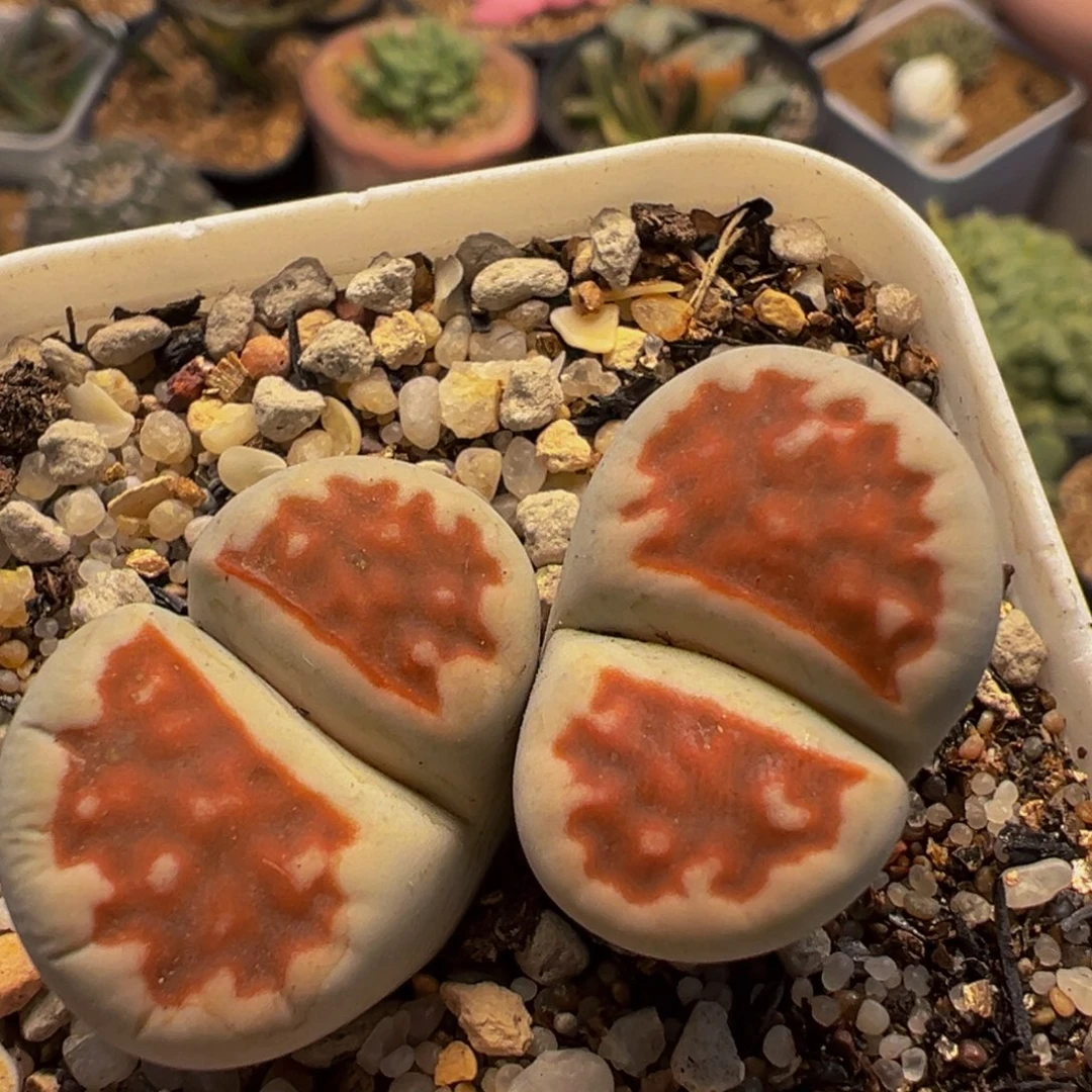 74多肉植物百科植物