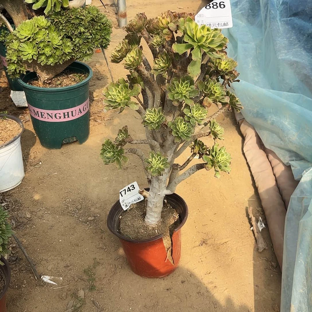 老**的886眼日伞多肉植物 有伤 不售后