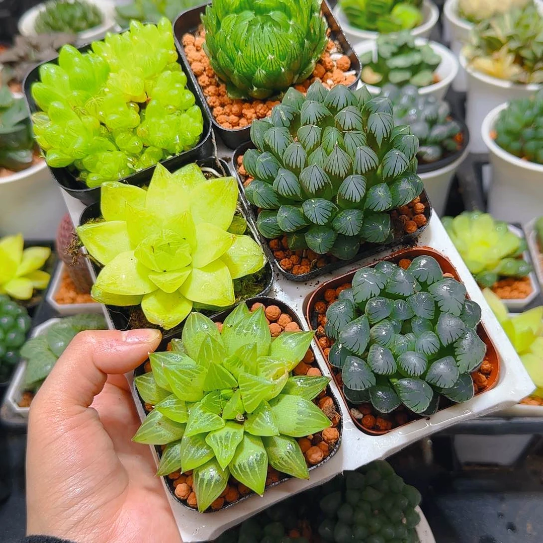 玉露六件套多肉，原盆