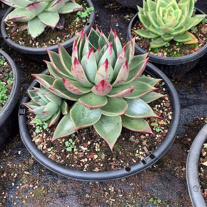 美肉特价活动开始啦