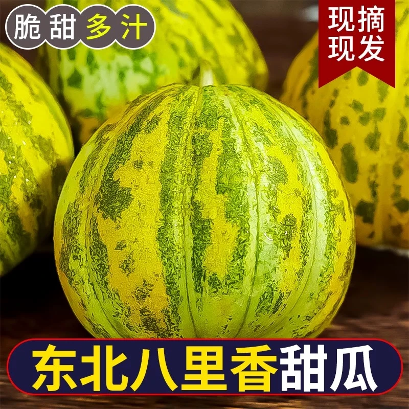 【八里香香瓜】八里香香瓜新开园香瓜脆瓜顺丰包邮