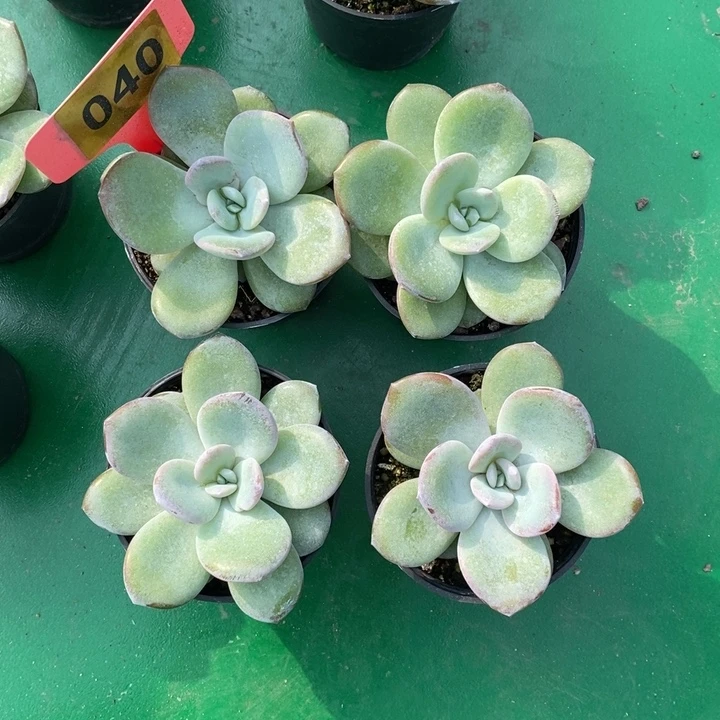 040韩版单头奶茶4颗