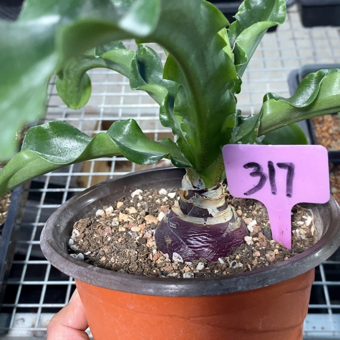 仙火花多肉植物产地