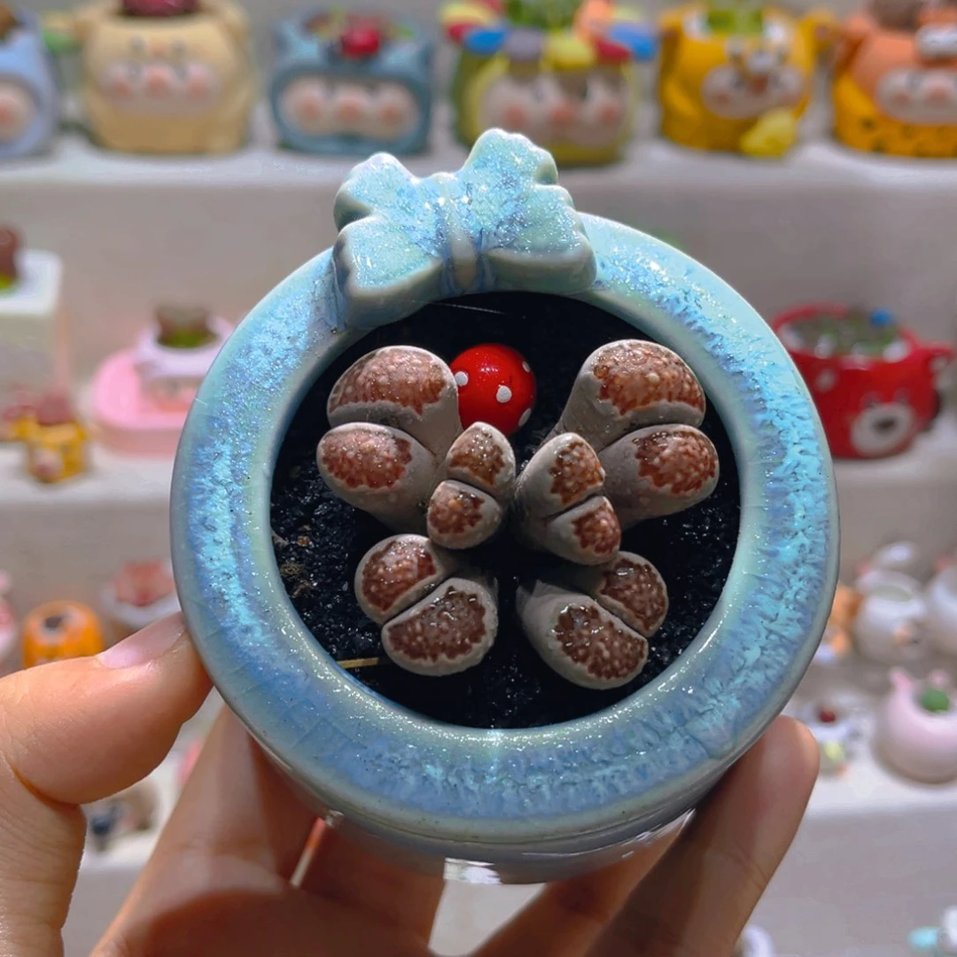 025高端多肉带盆土一套58