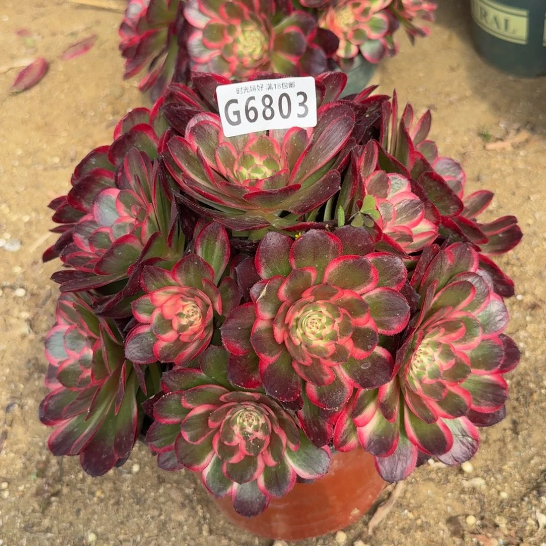 6803海神。多肉植物