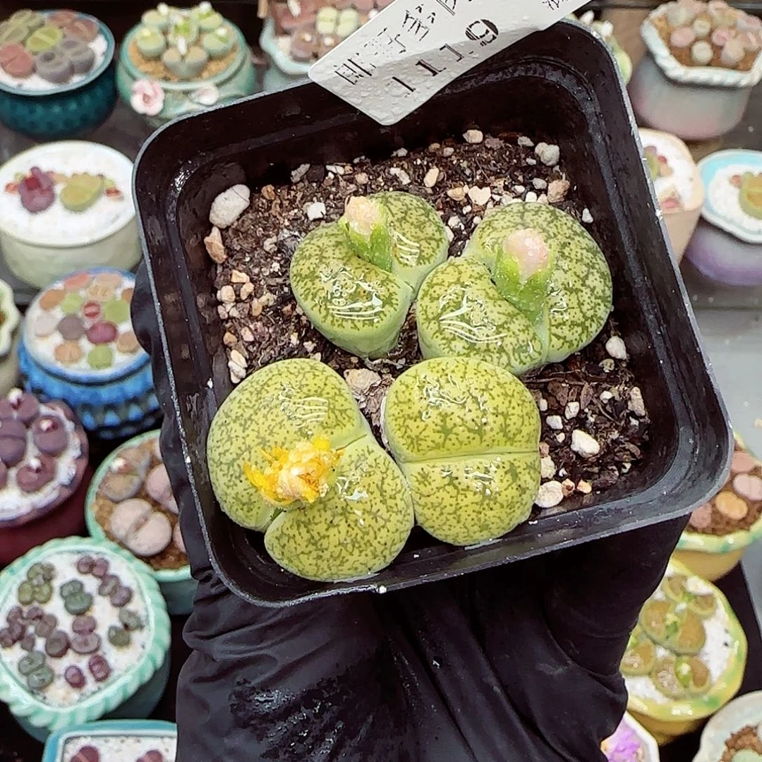 生石花满18包邮1119-105