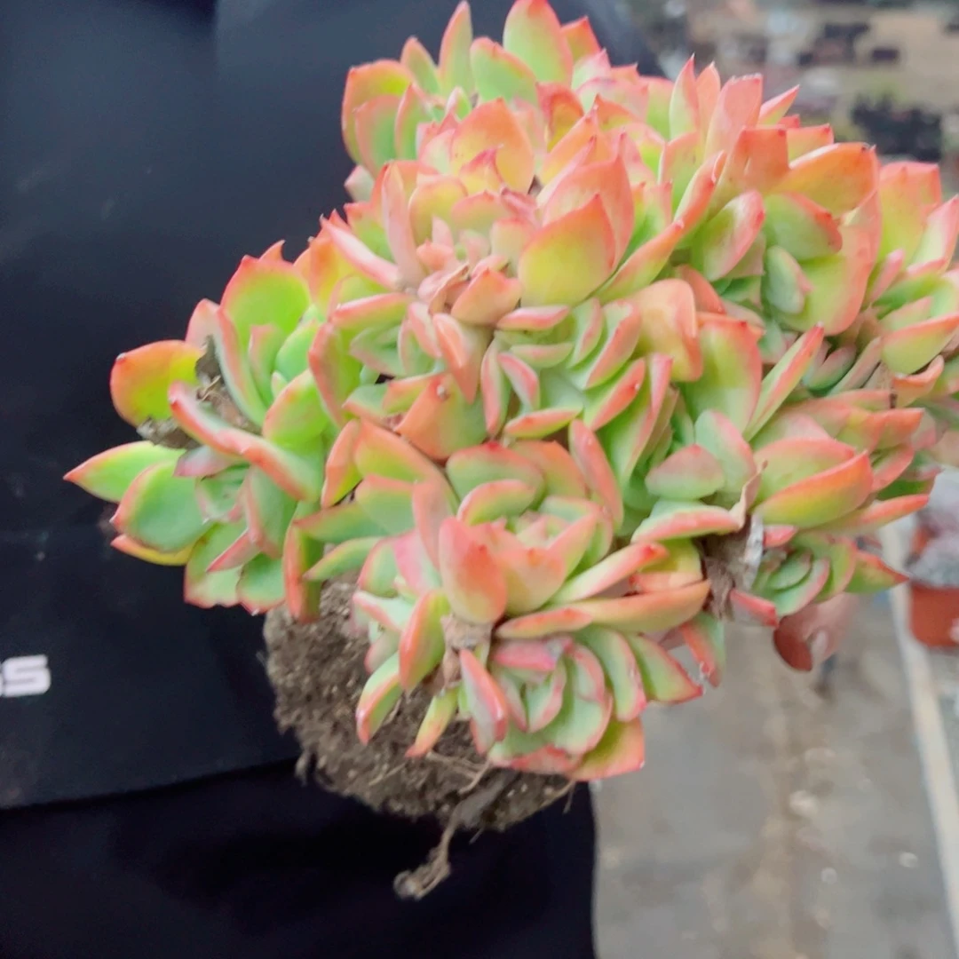 绮罗仙子朵朵缀化