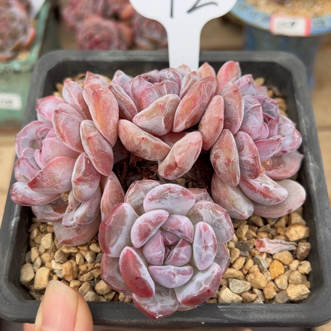 42号四头趴地粗腿圆脸糖心