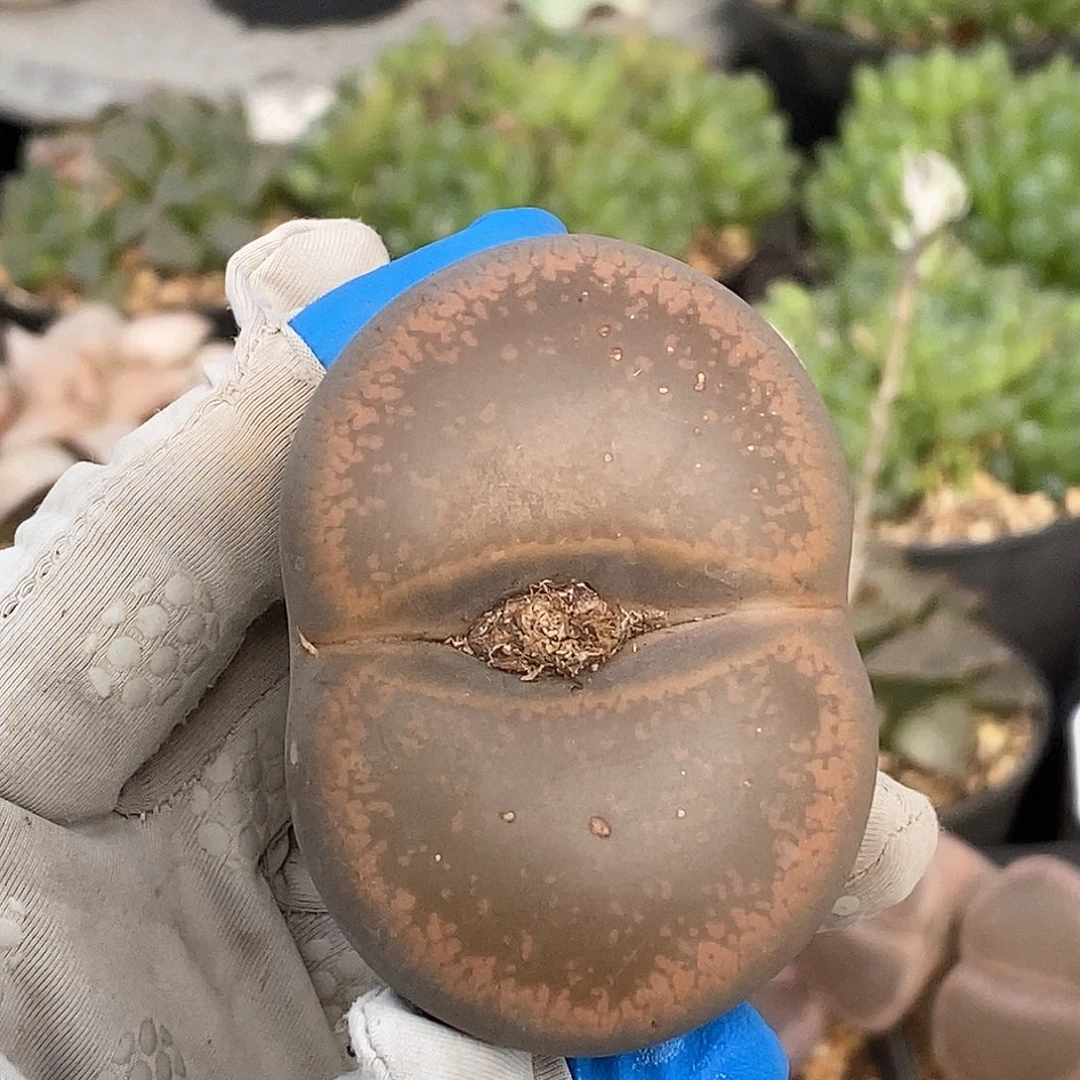 417 老母本 脱土 卡6.2