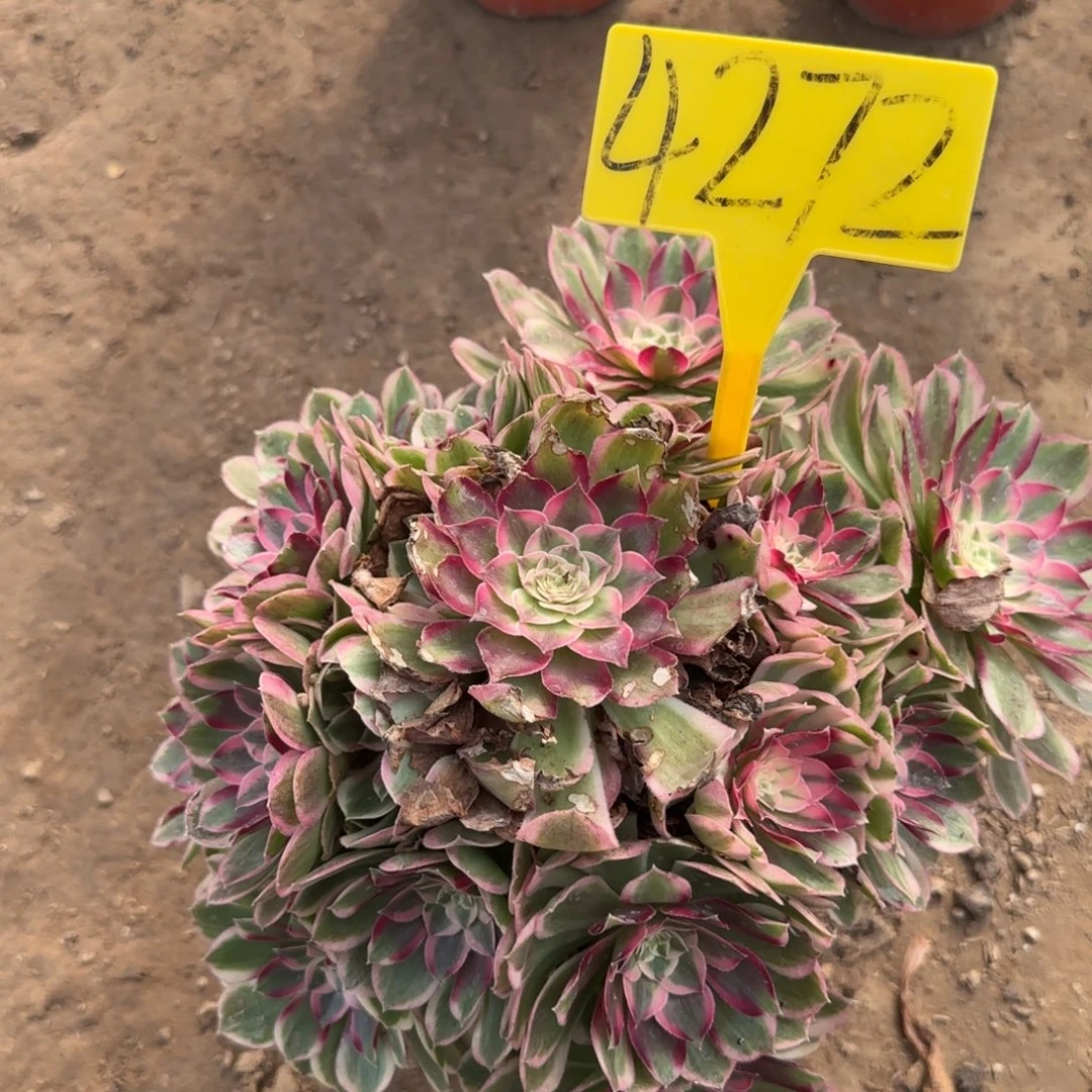 4272--孔雀翎多头