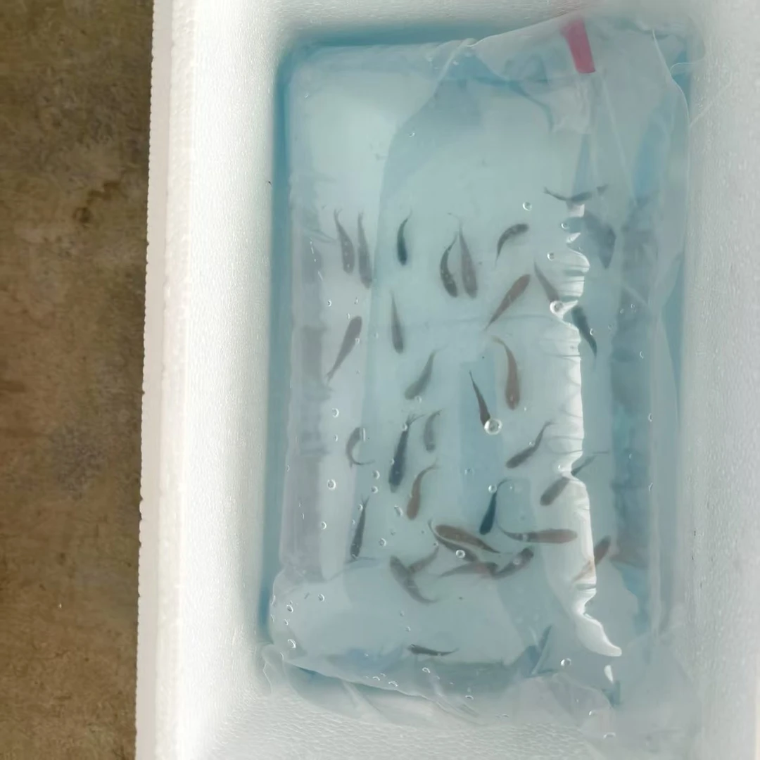 练手血统锦鲤白写（加备损共30条）