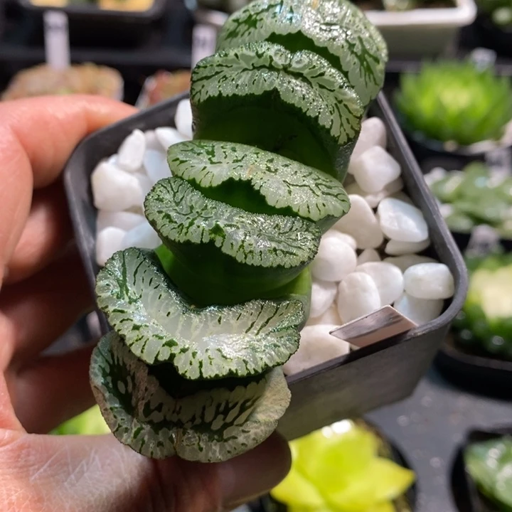 玄武玉扇一物一拍