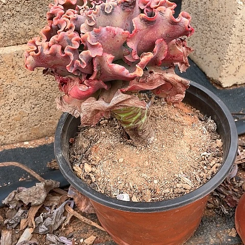 白*6 号包菜系列 1棵