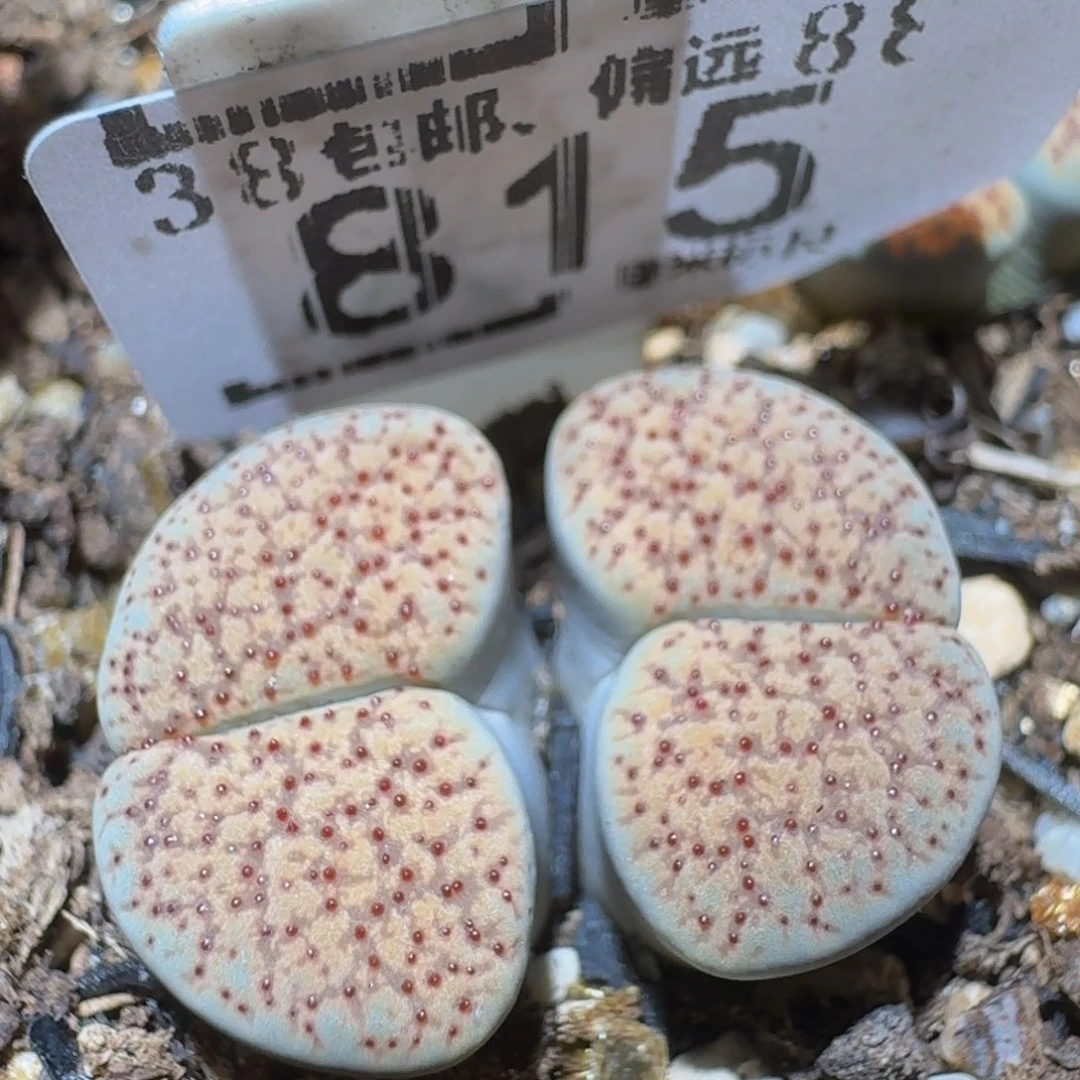 Ssss精品生石花815