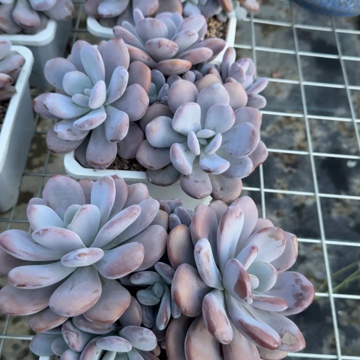 拉拉奶多肉植物绿植