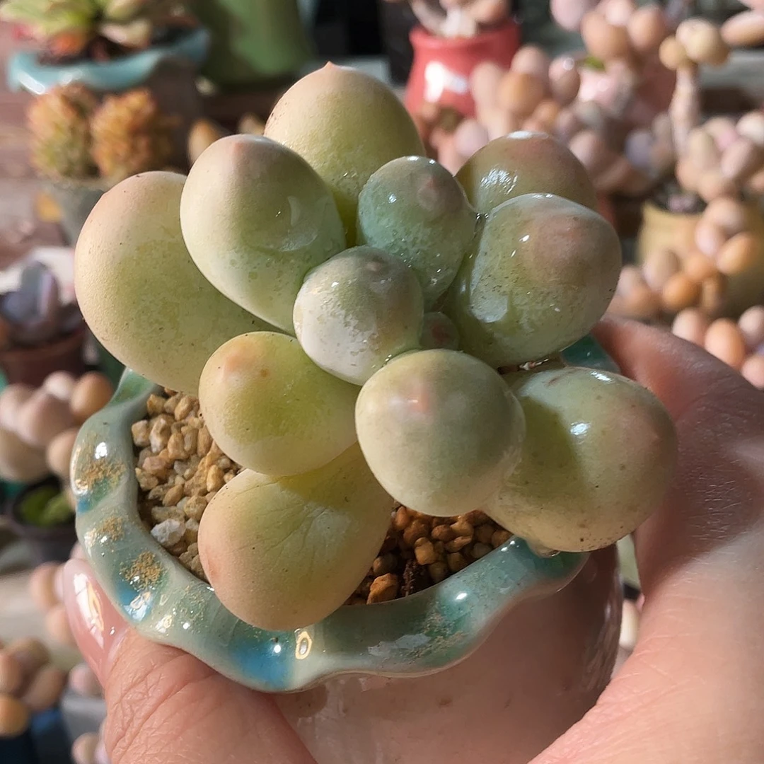 佳****多肉植物的生长发育和生长