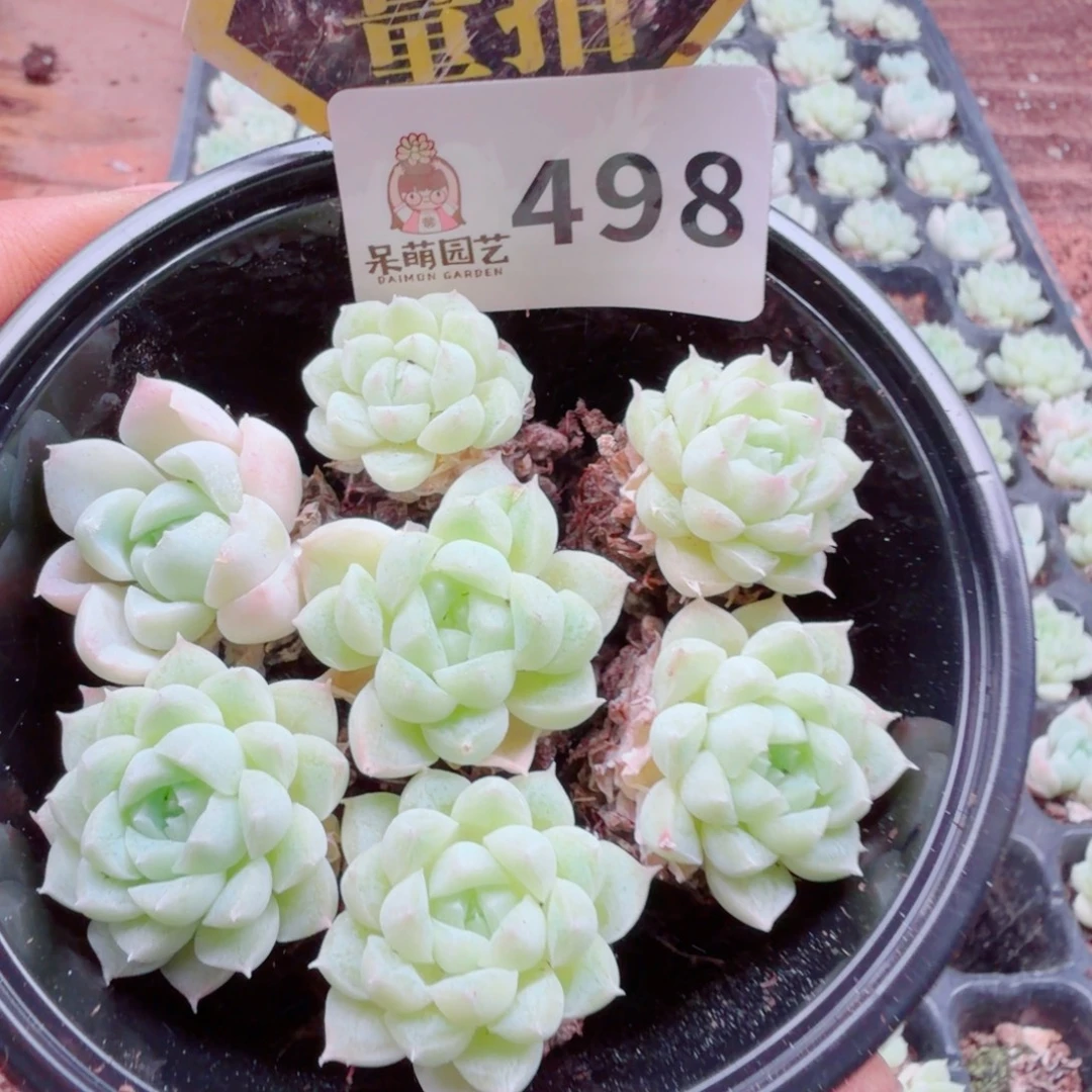 多肉植物多肉植物