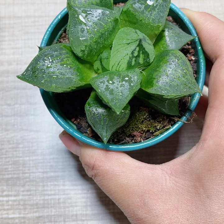 裹般若多肉植物6666