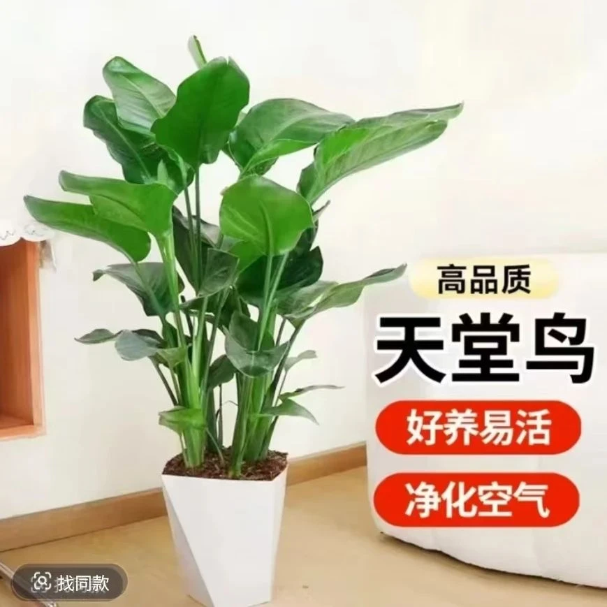【80-1米】天堂鸟+菱形盆盆栽室内绿植净化空气好养活