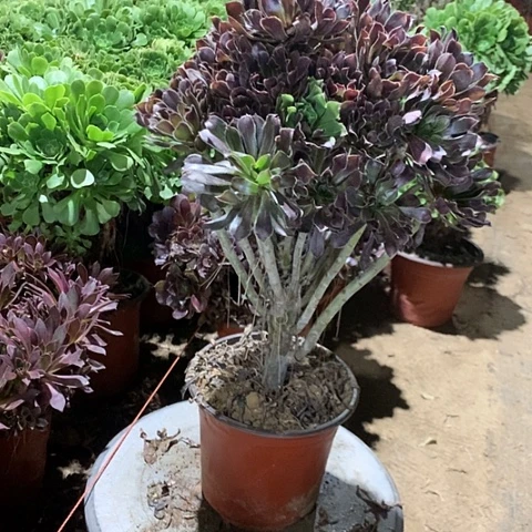 灰法师多肉植物法师40