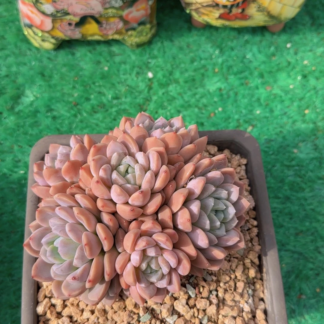 粉冰玉多肉植物 000