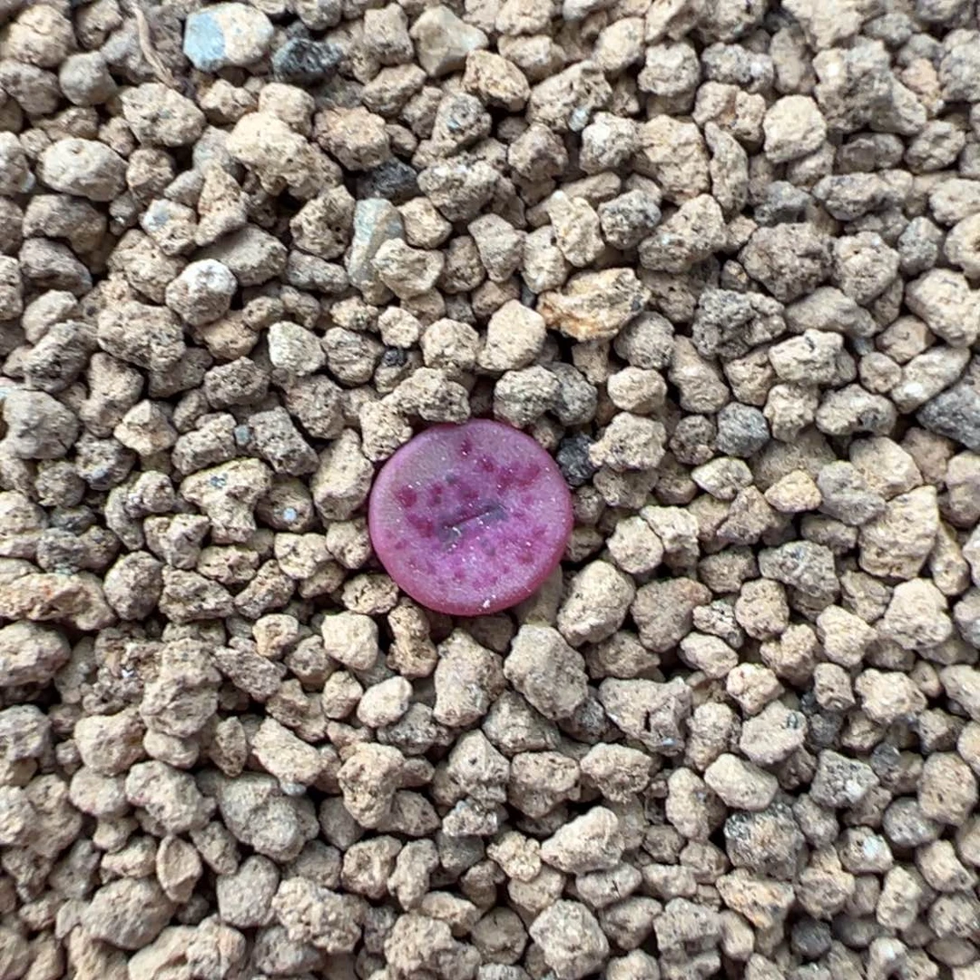 8-39量拍十字纽扣母本一颗