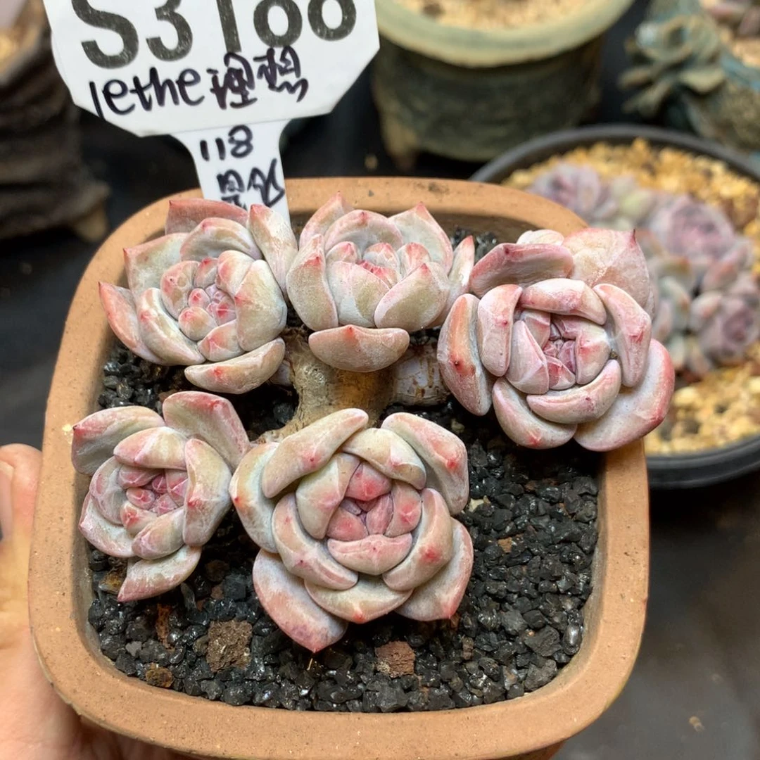 l****旬S3188 lethe理想 专拍星影玫瑰花脸