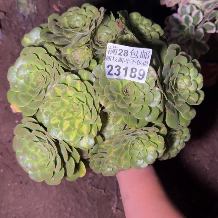 23189琉璃多肉zhiwu