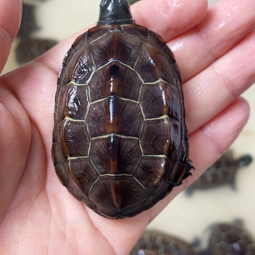 中华草龟公苏北金线草龟外塘龟
