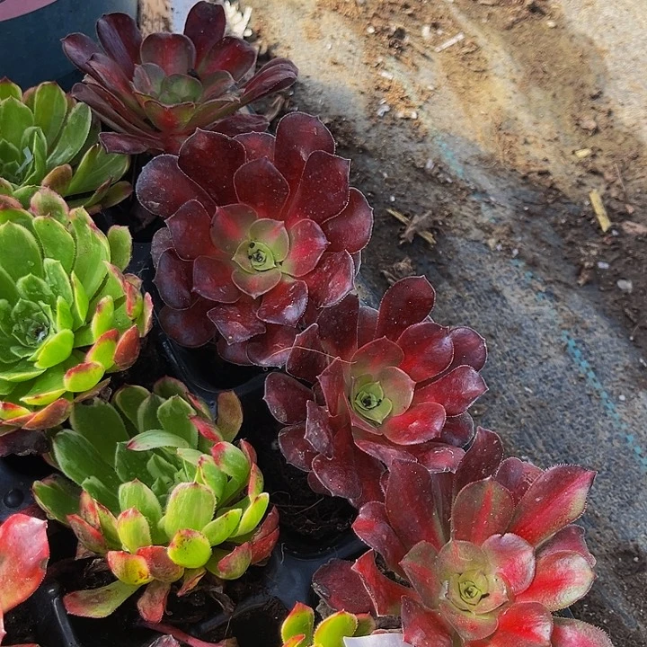 花纳带土球5厘米满9.9包邮