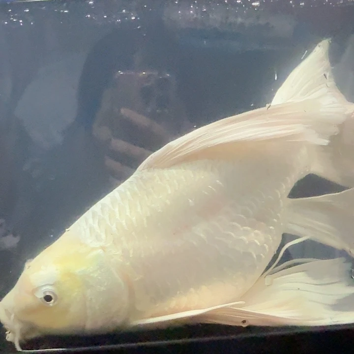 蝴蝶鲤鱼蝴蝶鲤包邮150