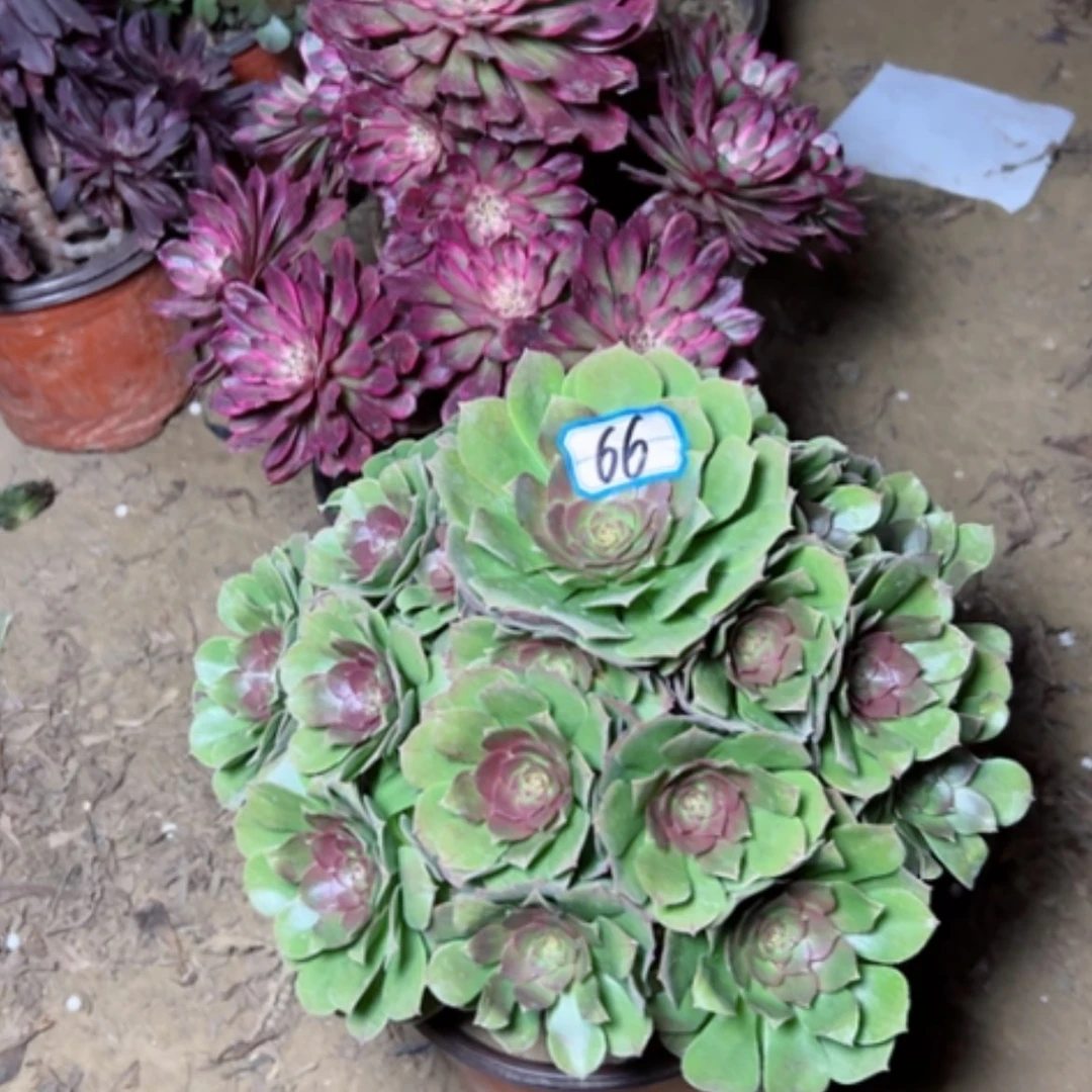 【闪购商品】开****2多肉植物两个44