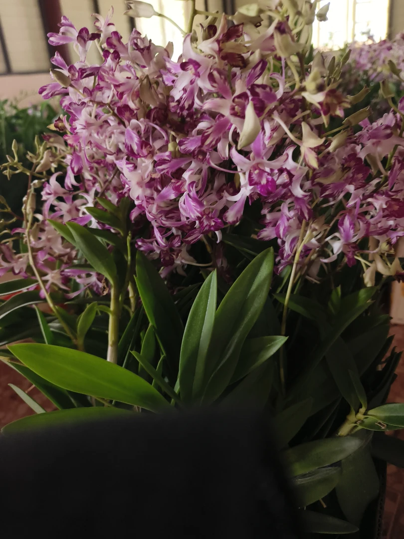 预售量拍｜进口泰秋羚羊泼墨保苗不保护花2苗以上发货