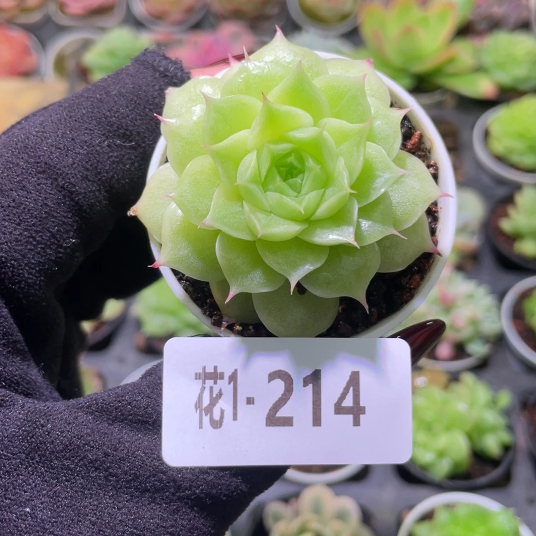 花利美1-214麦秆单头