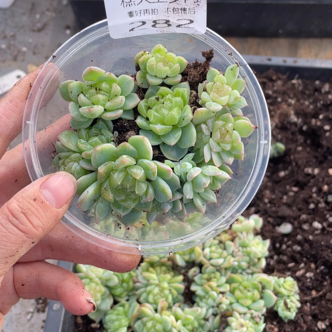 糕大上多肉植物282