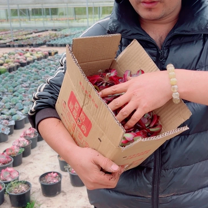 砍头苗满箱多肉法师