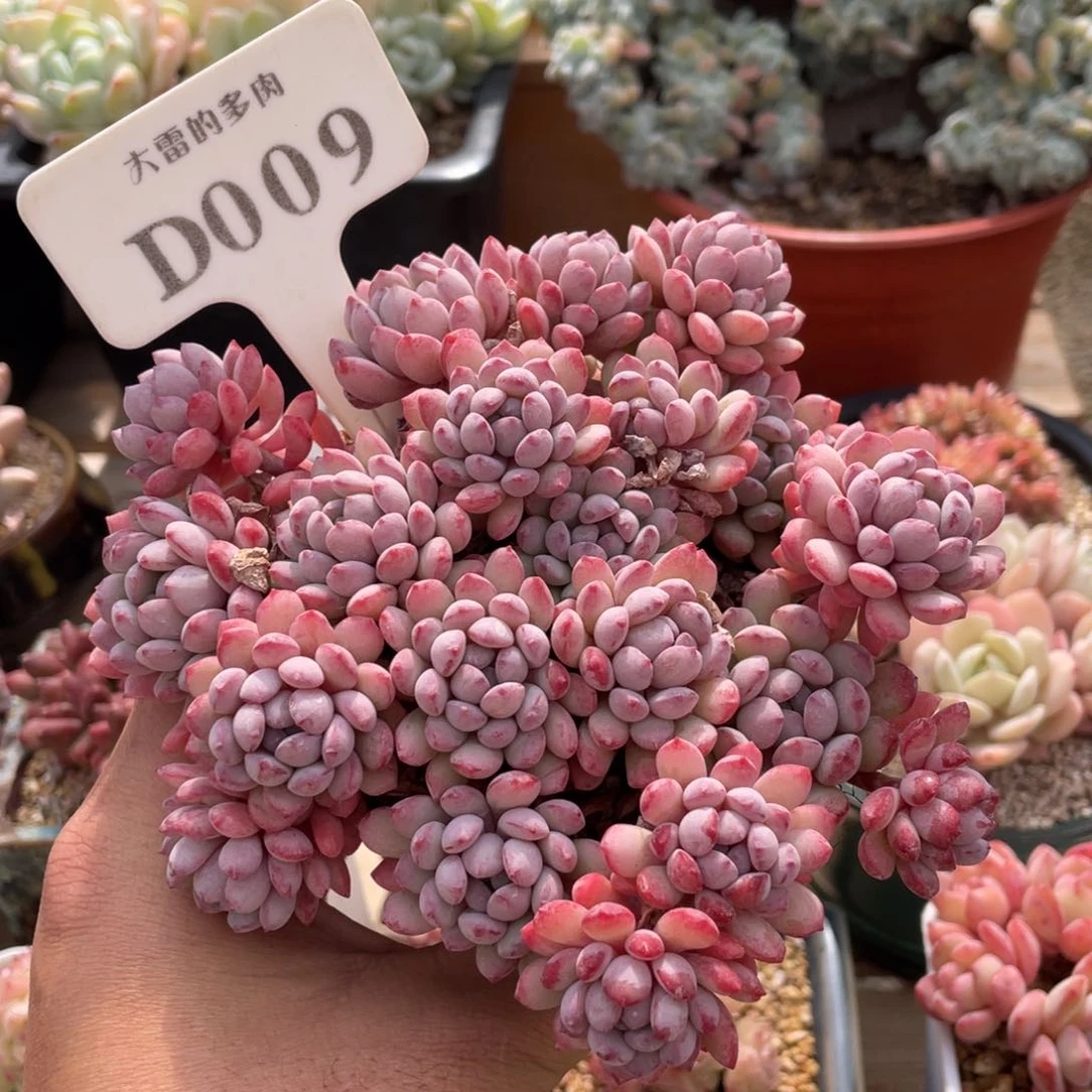 009小红蛋不带盆不包整14厘米