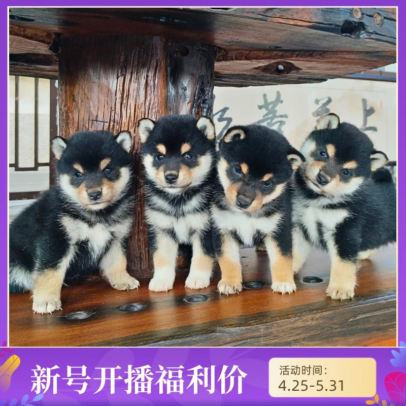 纯种双血统黑白赤柴小型犬活体宠物柴犬幼犬