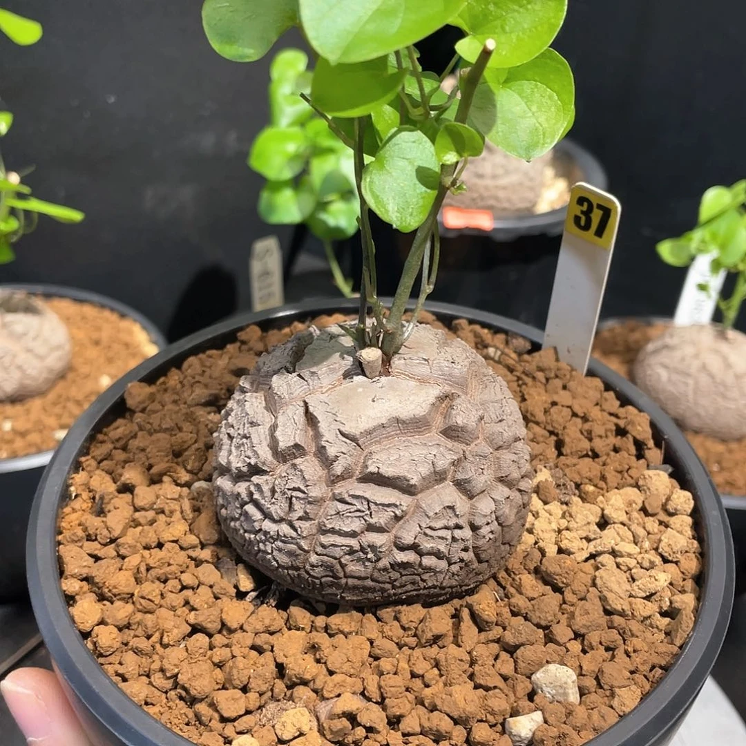 37号龟甲龙6.7公分