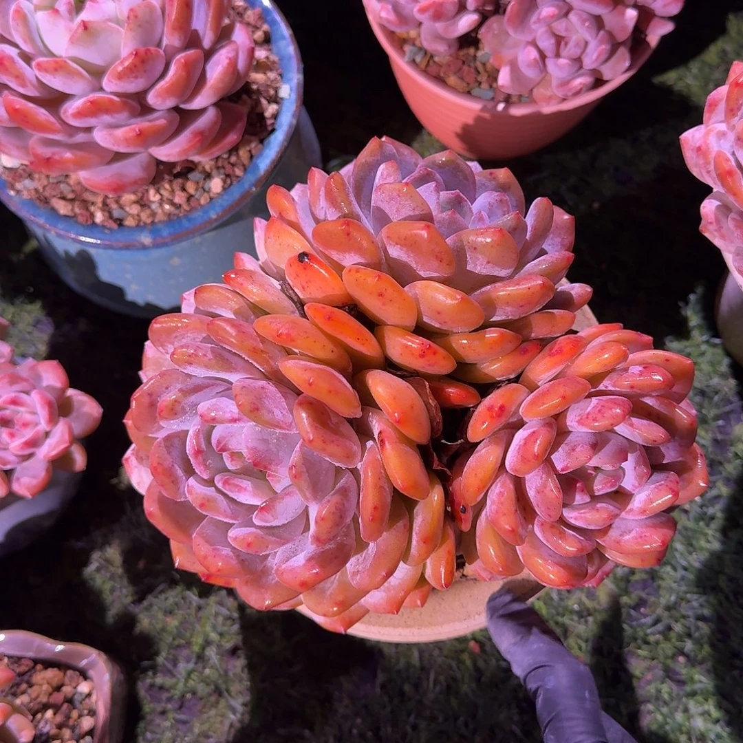 月***)橙梦露大三头带盆