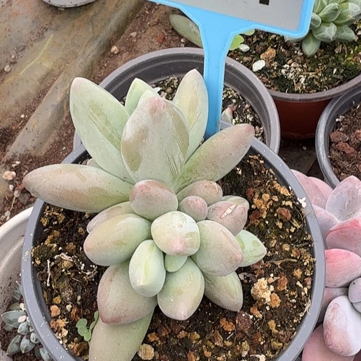 白兰地一物一拍061