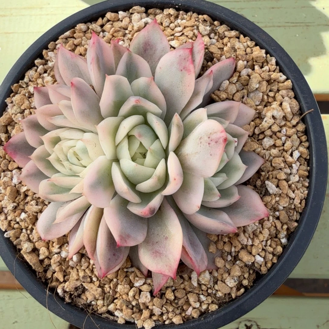 粉水晶锦群锦上园艺一物一拍