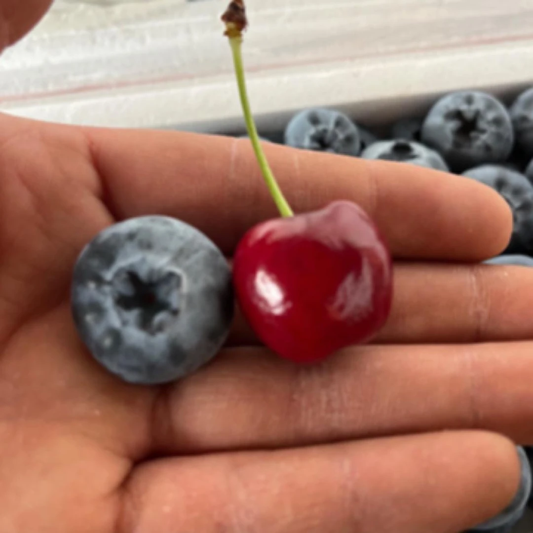 云南蓝莓400克装20mm大果L25品种，个大纯甜口果粉好，上面一层22mm下面一层20mm云南蓝莓云南省大理白族自治州