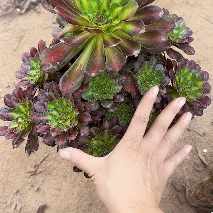 爱马仕中斑多肉植物1596
